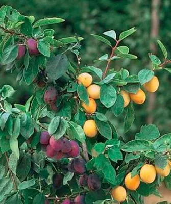 привитая алыча размножение алычи30