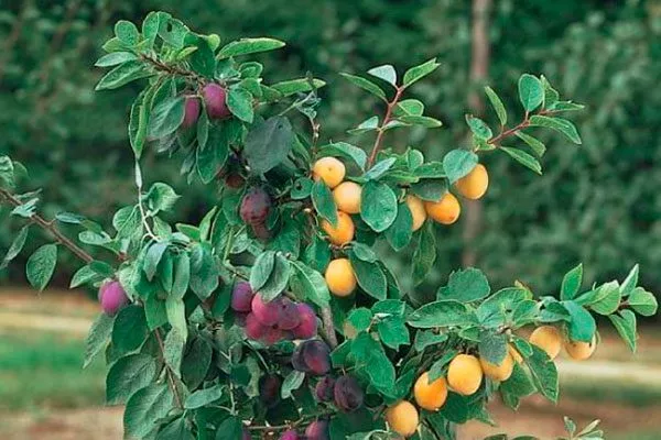 привитая алыча размножение алычи30