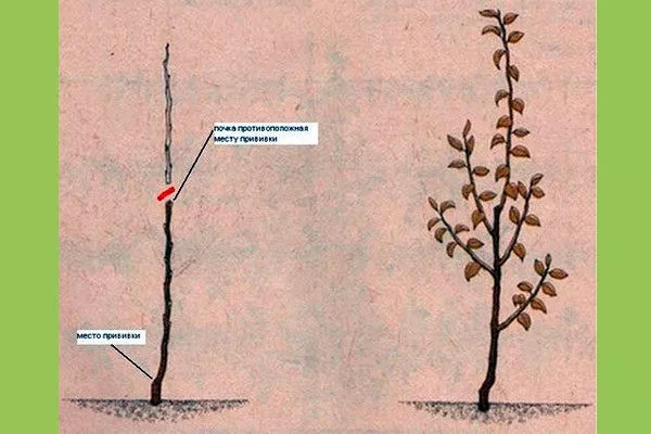 привитая Обрезка яблони52
