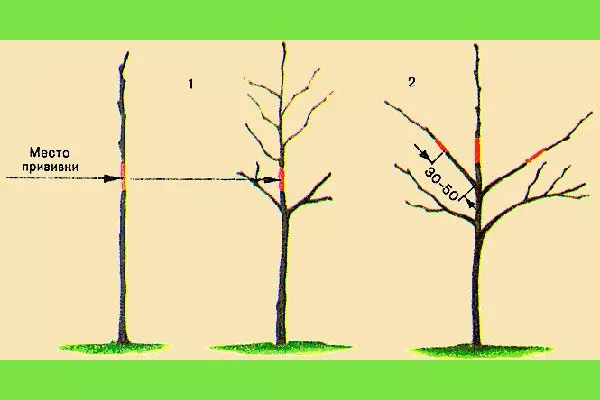 привитые Обрезка яблони53