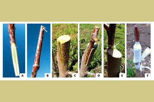 Прививка алычи за кору – пошаговая инструкция размножение алычи28