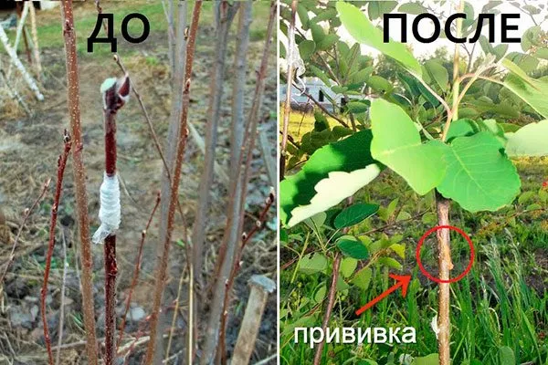 прививка ирги на рябину Размножение ирги18