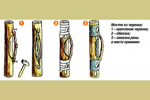 Прививка «мостиком» Размножение ирги17