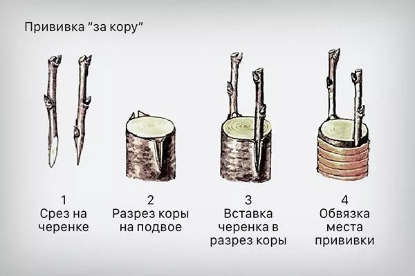 ПРививка за кору