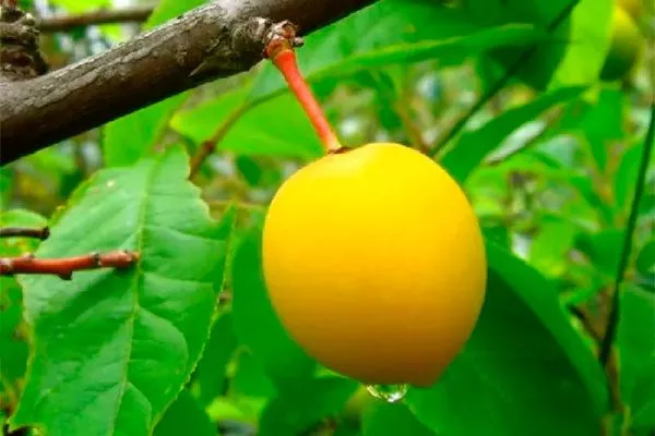 Прививка синей сливы на жёлтую
