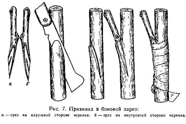 Прививка «в боковой разрез» Размножение ирги14