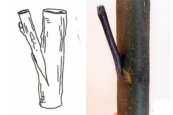 прививка в боковой зарез