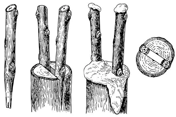 Прививка «в расщеп» Размножение ирги15