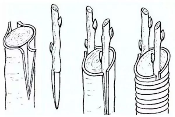 Прививка «за кору» Размножение ирги16