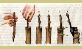 Прививкой2 груши Память Жегалова23