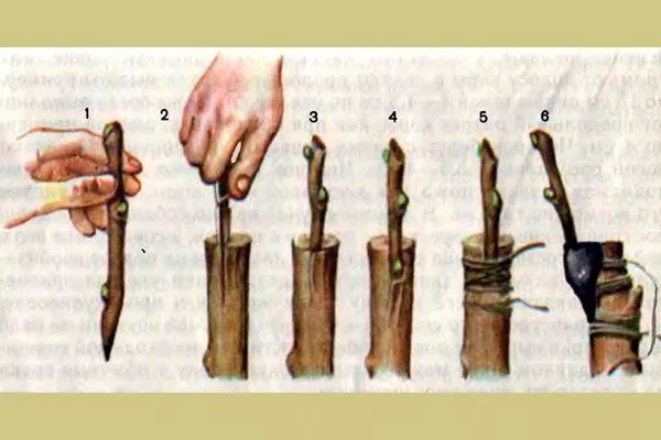 Прививкой2 груши Память Жегалова23