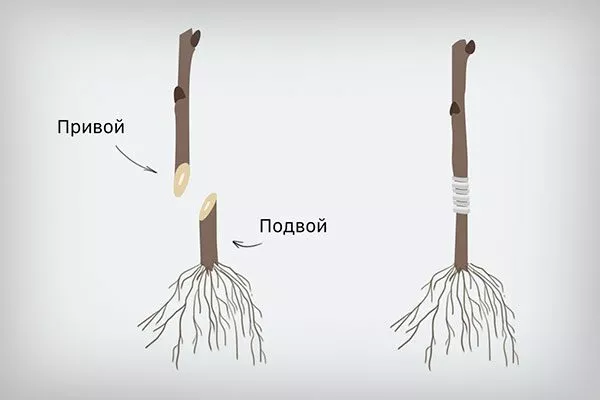 привой и подвой