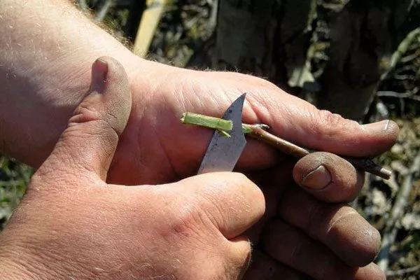 Привой заострите клиновидно