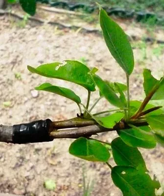 приживаемость прививки