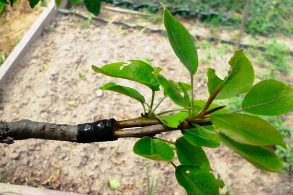 приживаемость прививки