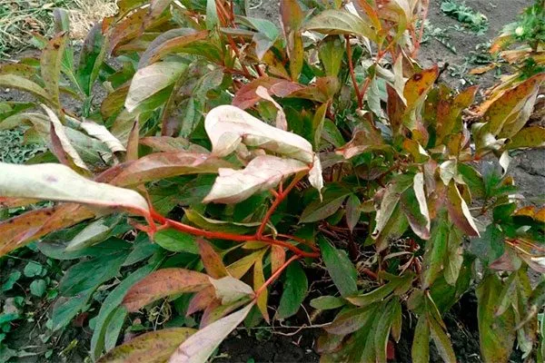 Признаки готовности к обрезке2 обрезка пионов19