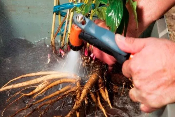 Промойте его водой из шланга – это упростит осмотр и разделение пересадка пионов26