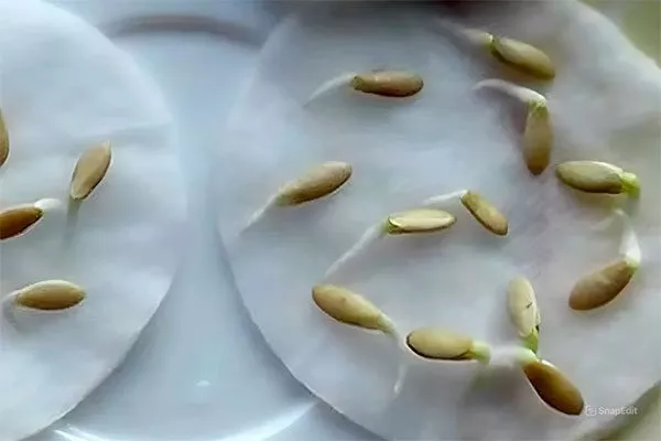 Проращивание семян огурцов Шопен16