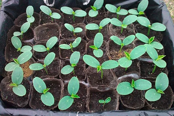 Проращивание семян1 огурцов Шопен17