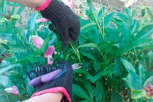 Прореживающая обрезка пионов20