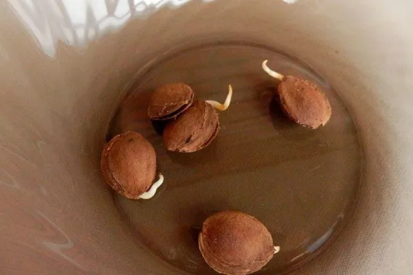 проросшие размножение алычи31