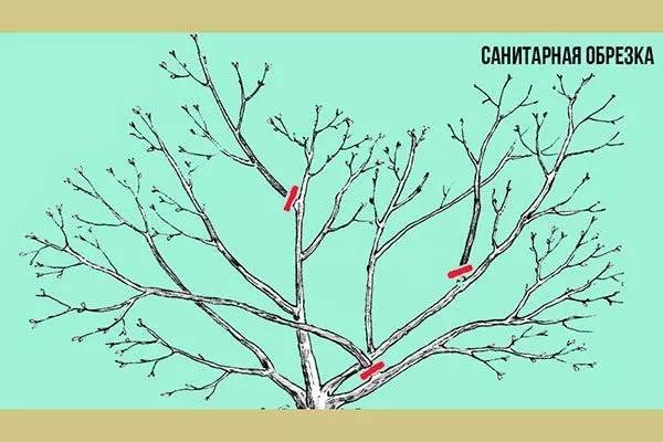 проведите санитарную обрезку кроны Тля на груше34