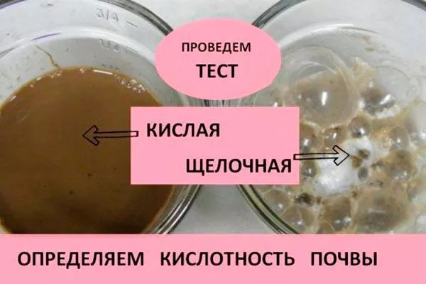 Проверка уксусом Критерии выбора почвы16