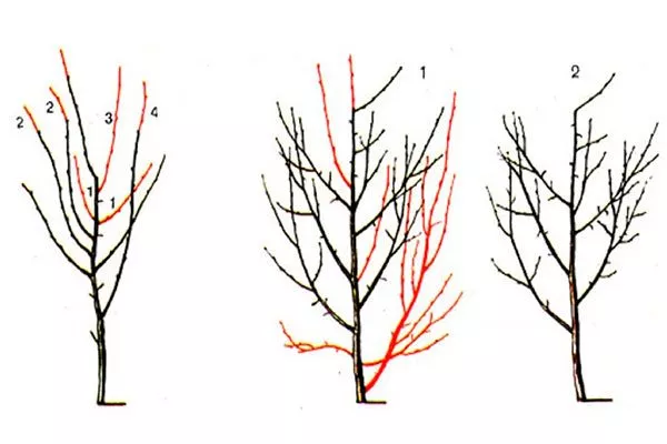 проводить обрезку от парши
