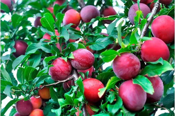 Путешественница посадка алычи31