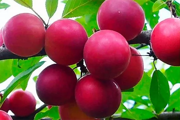 Путешественница размножение алычи32