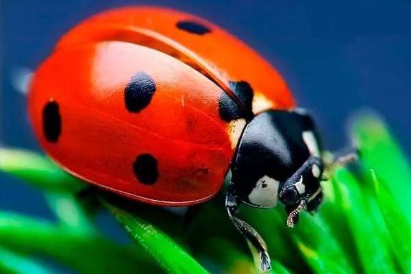 Пятиточечную божью коровку Тля на груше35