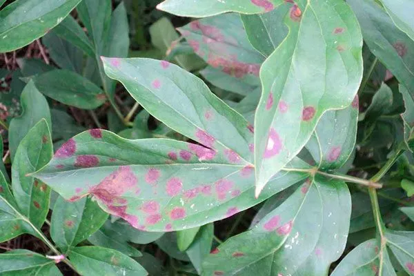 Пятнистость листьев пионы не цветут10