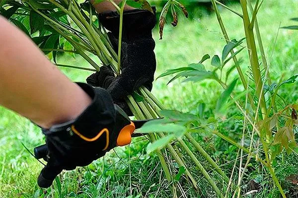 Ранняя обрезка листьев пионы не цветут11