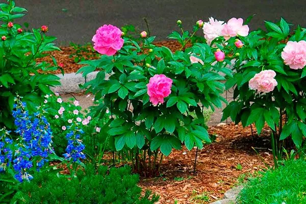 Расстояние между кустами1 посадка пионов28