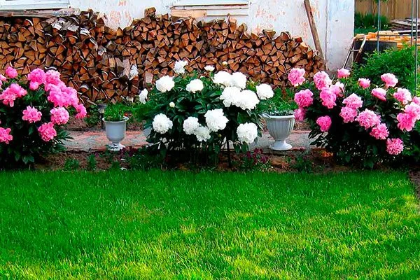 Расстояние между кустами2 посадка пионов29