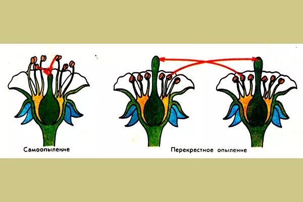 растению не требуется перекрёстное опыление2 Размножение ирги21