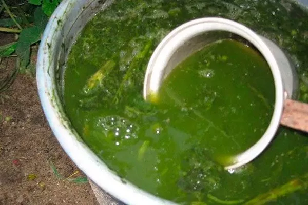 Растительный настой Паутинный клещ29