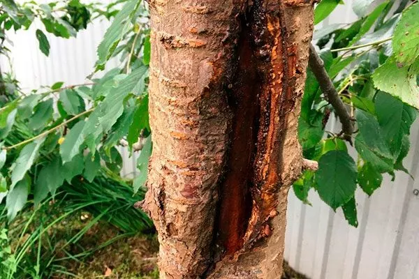 растрескивания коры является избыточная влажность почвы трескается кора груши16