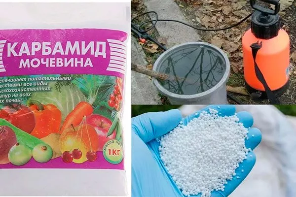 Раствор мочевины подкормить сливу41