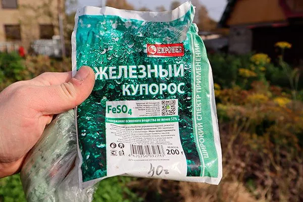 раствором железного купороса посадка пионов30