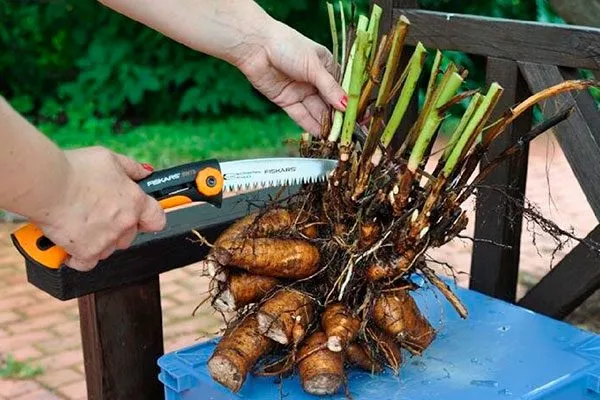 Разделите куст на части пересадка пионов27