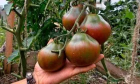 размер томатов Винный кувшин14