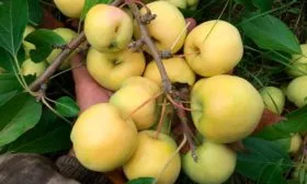 размеры яблони уральское наливное13