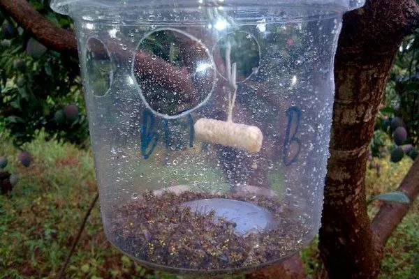 Размещение ловушек для бабочек меры борьбы23