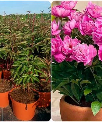 размножение методы размножения пионов40