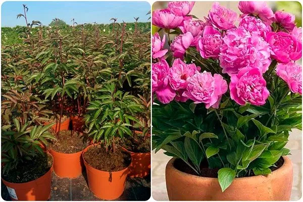 размножение методы размножения пионов40