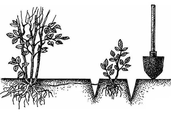 размножение от поросли ирги