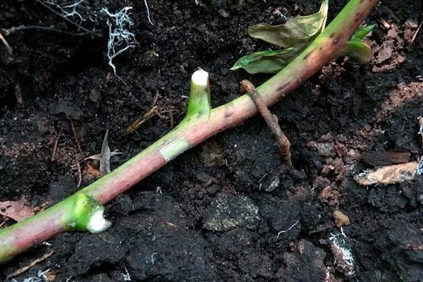 Размножение отводками пиона Ред Чарм13