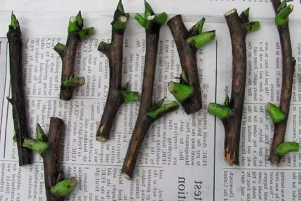 Размножение пионов стеблевыми черенками методы размножения пионов36