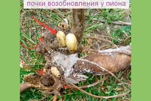 Размножение почками возобновления1 методы размножения пионов38